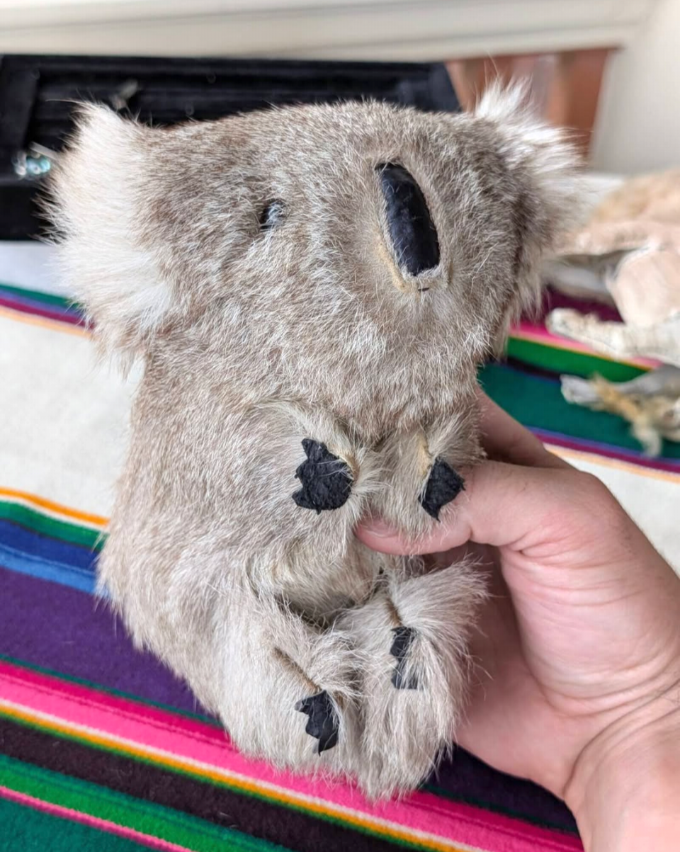 Australian Koala Coin Purse